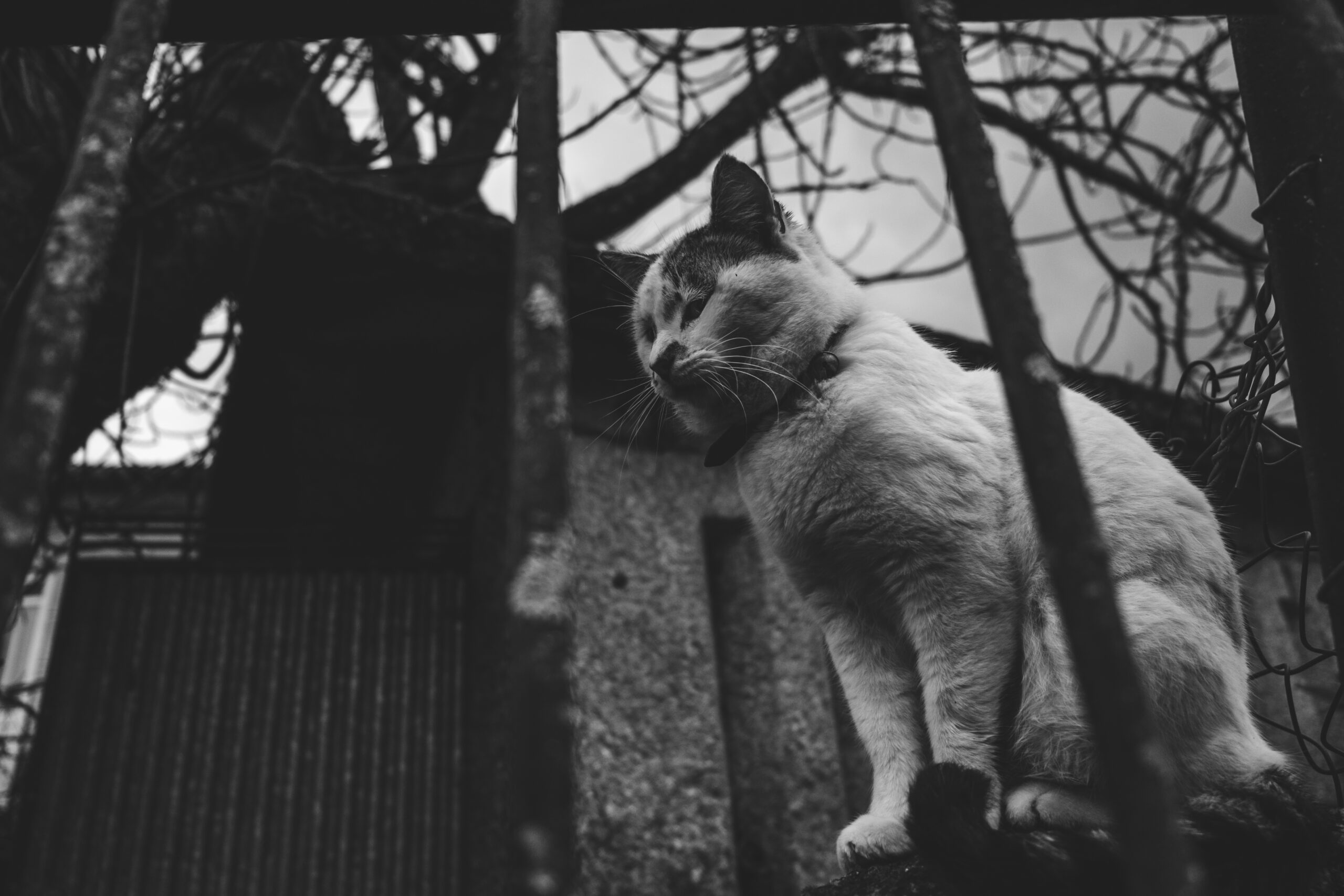 Gatos e outras cenas