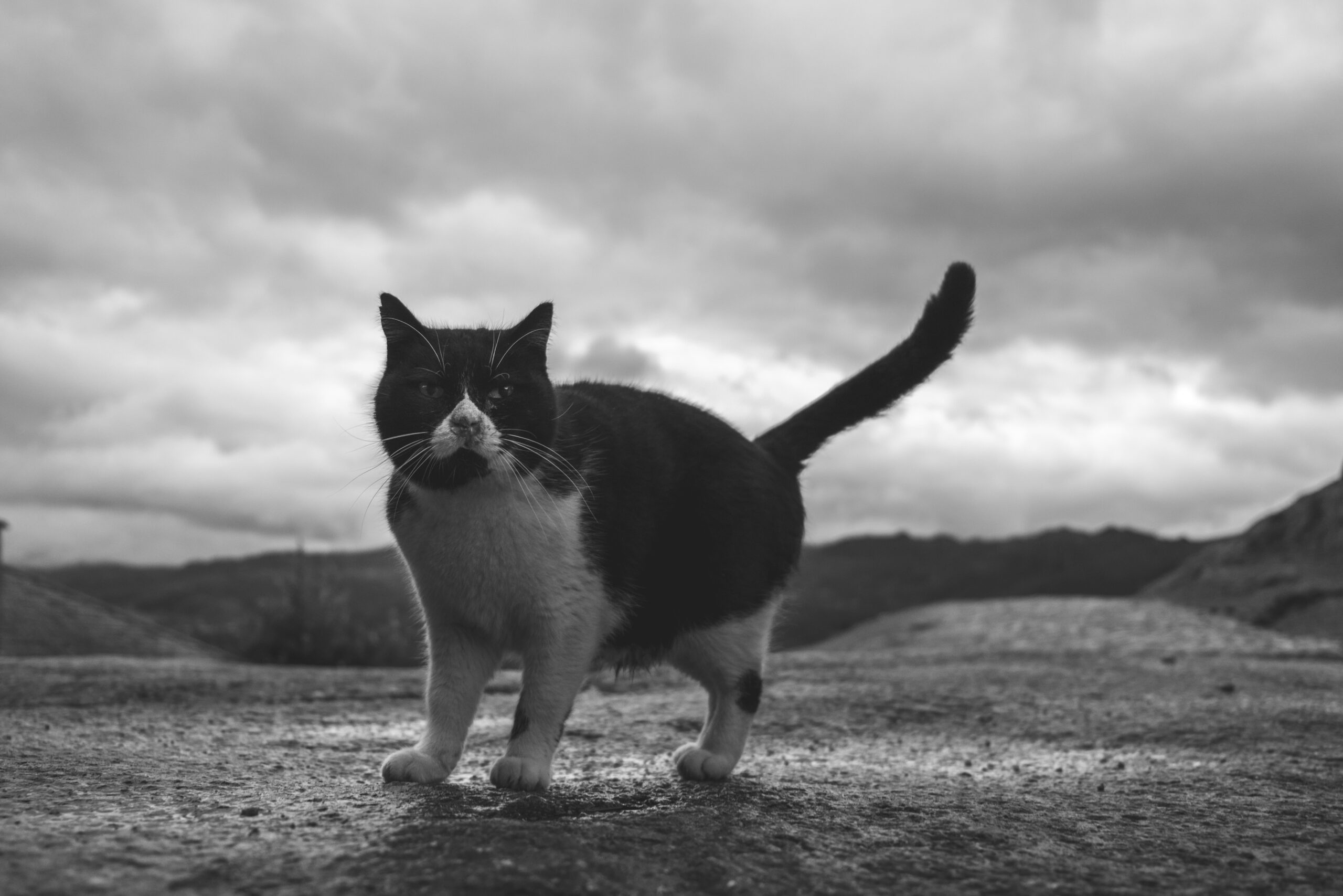 Gatos e outras cenas