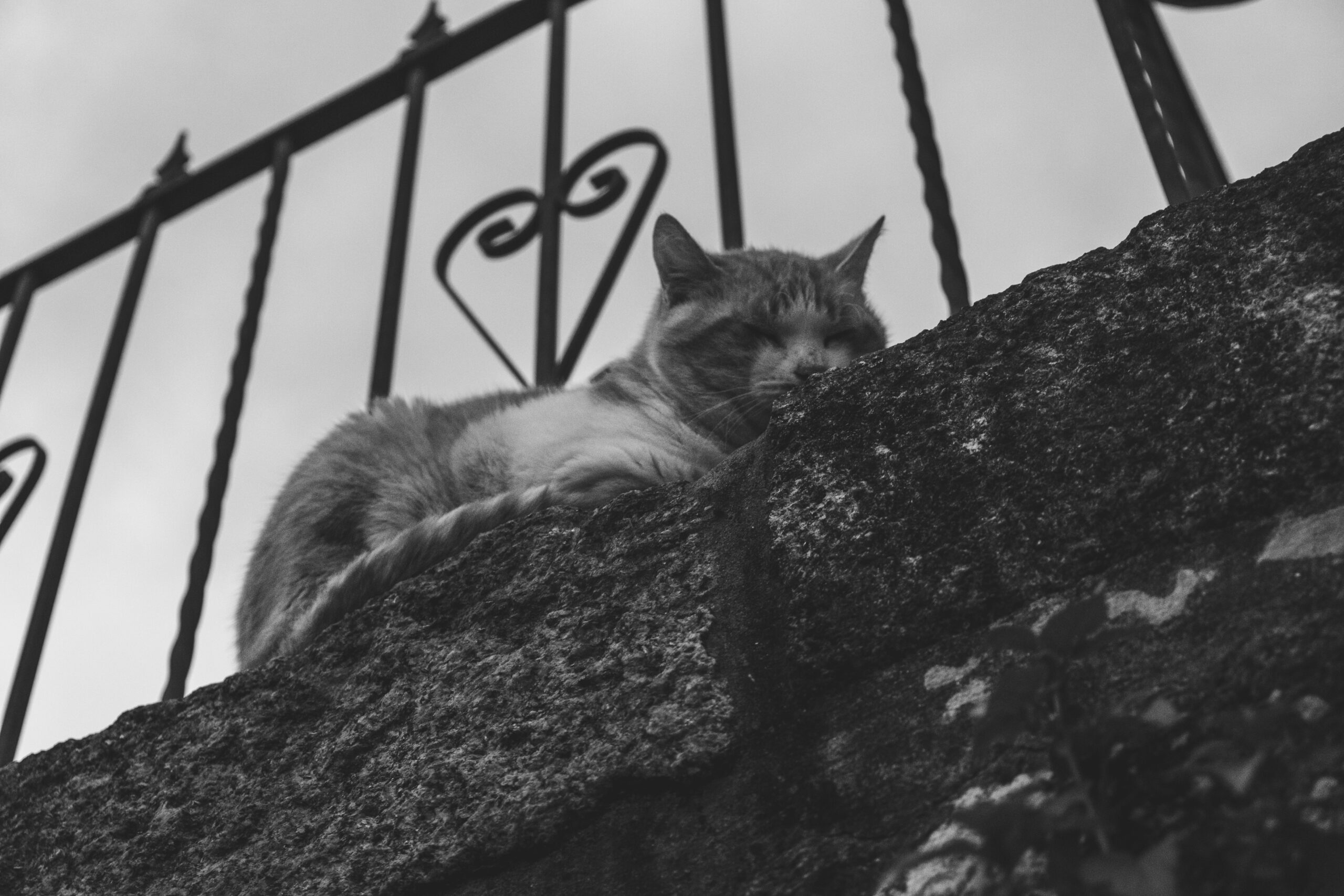 Gatos e outras cenas